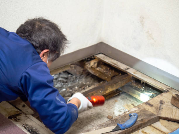 Best Home Mold Removal  in Bertram, TX