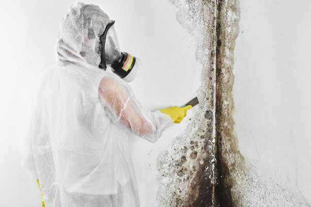 Home Mold Removal in Bertram, TX