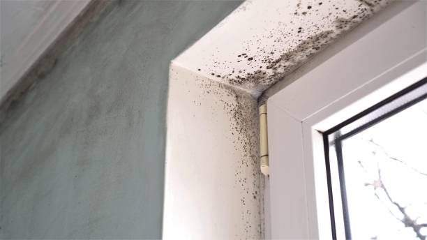 Professional Mold Removal in Bertram, TX
