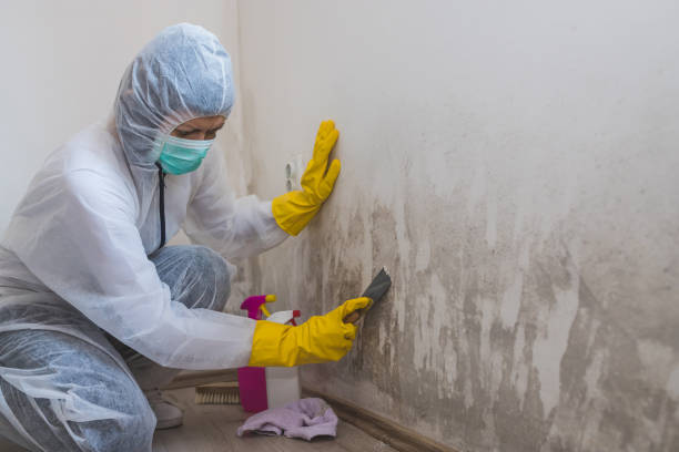 Mold Testing and Removal in Bertram, TX