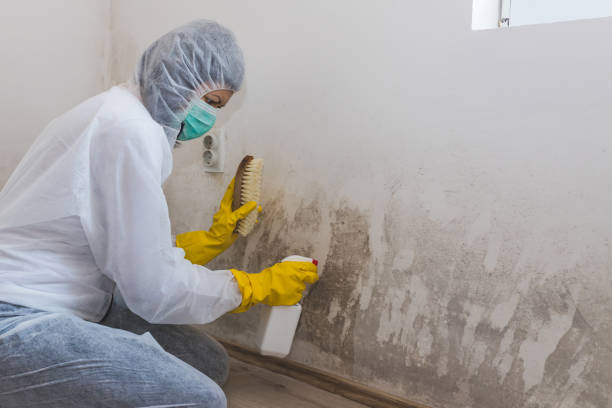 Best Affordable Mold Removal  in Bertram, TX