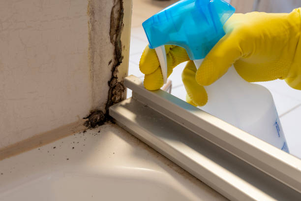 Attic Mold Removal in Bertram, TX
