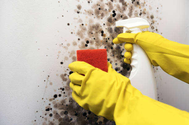 Best Attic Mold Removal  in Bertram, TX