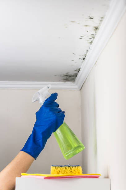 Best Residential Mold Removal  in Bertram, TX
